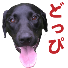 doppySticker