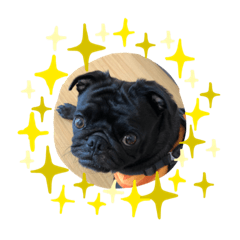 mochi_20200916123329