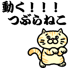 TSUBURANEKO MOVING CAT1