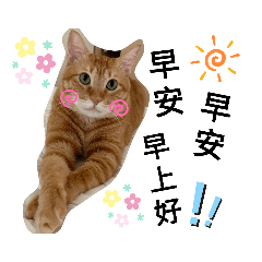 catcat86