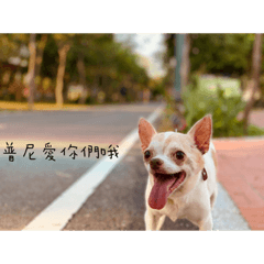 Puni 學豬叫