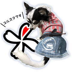 Heart dog Izumo everyday-3