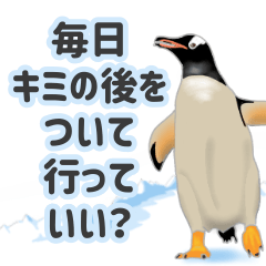 The Penguins all over the globe