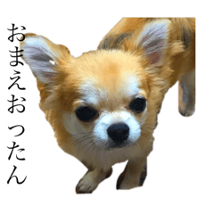 senchan is chihuahua