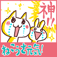 exciting cat and rabbit