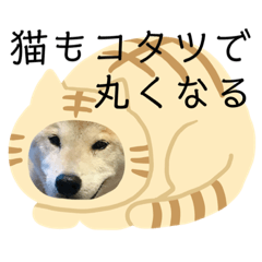 momofutami