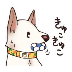 White dog's daily life