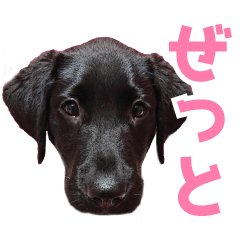 ZettoSticker