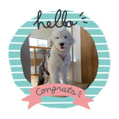 4DOGS_20200917224600