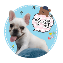 野生露出！蕃薯粉！
