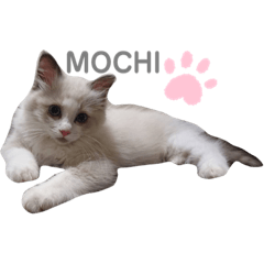 mochi_20200918143416
