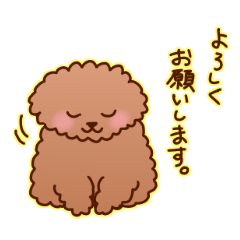 sweet toy poodle
