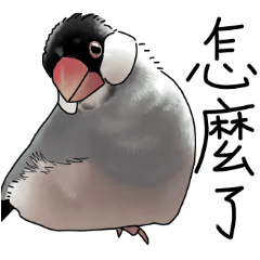 Hand Painted Java sparrow