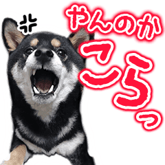 柴犬スタンプ3 白柴 Lineクリエイターズスタンプ Stamplist