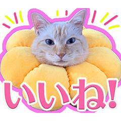 shimeji-wasabi-ponzu