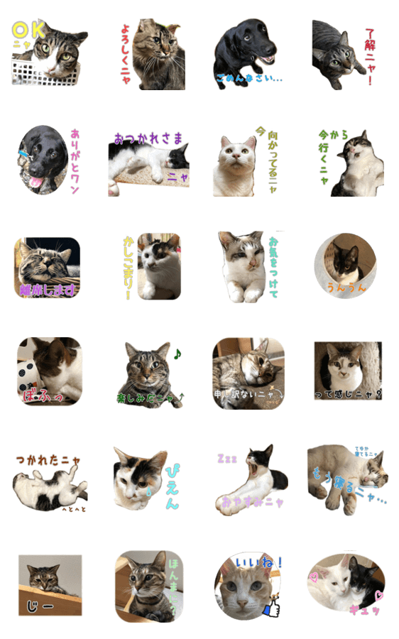 グラビューハートstaff1*保護猫応援*」LINEクリエイターズスタンプ