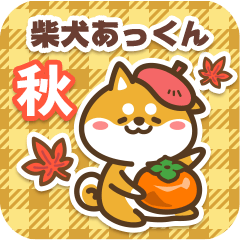 Shiba Akkun in Autumn 2