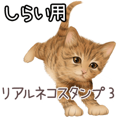 Shirai Real pretty cats 3