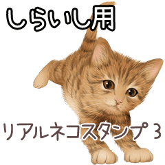 Shiraishi Real pretty cats 3