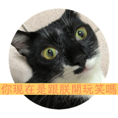 賣萌阿咪