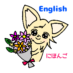 English and Japanese/Kidachihuahua2