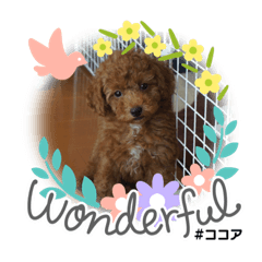 cocoa_20200919211428