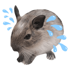 Degu Omu-kun