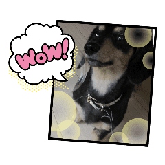 犬猫 仲良し Line スタンプ Line Store 犬猫 仲良し Line スタンプ Line Store