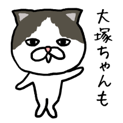 Otsukachan cat