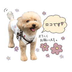 Roco__coton