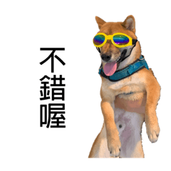 「發柴」第二彈