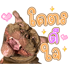 Nai Chokadee