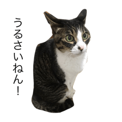 melon_20200920143248