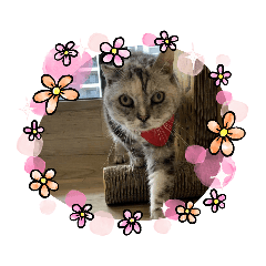 傲嬌的米香(≧ω≦)-