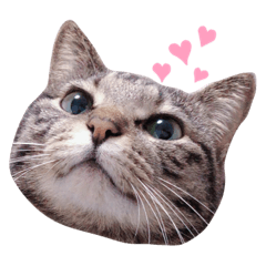 ねこ Lineクリエイターズスタンプまとめ Stamplist