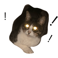 melon_20200921015403