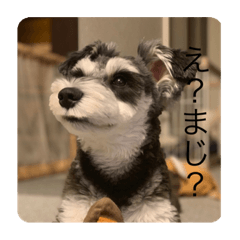 koko_20200920225357