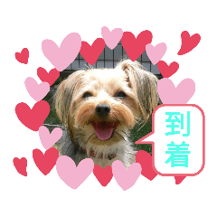 sumire_20200921072855