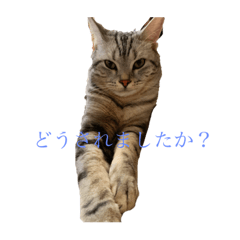 Saya_20200920