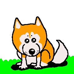 日本 柴犬 14