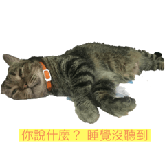 Falcon_2020cat