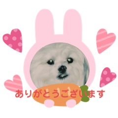 kokoko5