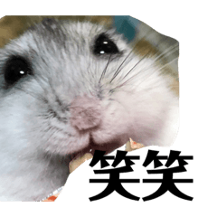 hamster Shira-chan
