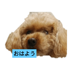 TOMMY_20200921230416
