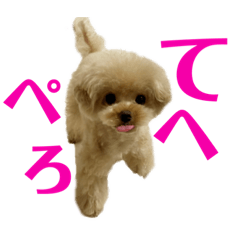 Chocolat & Mame toy poodle daily sticker