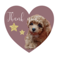 Toy poodle Chocolat__coton