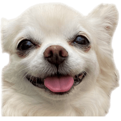 Reply stickers of Chihuahua's COCO