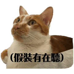 毛毛多多貓貓貓
