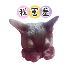 邱家鏘寶貝1