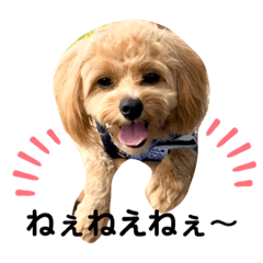 toy poodle rabu